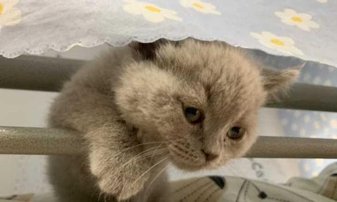如何养护刚出生的小猫（宠物初体验指南）