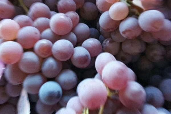 15种常见葡萄品种全解析：从龙眼到蓝宝石
