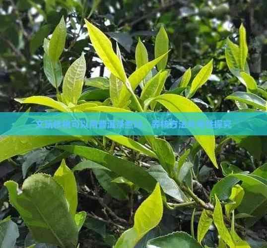 文玩核桃可以用普洱茶煮吗，养核方法与性探究
