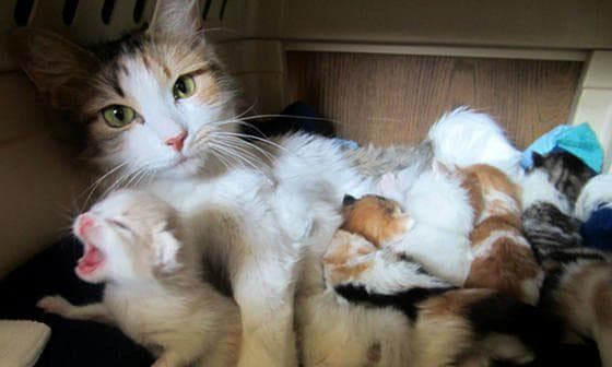 从备孕到哺乳全面指南，为爱猫打造温馨的育儿环境