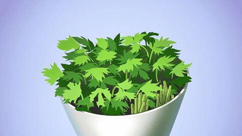 香菜的副作用有哪些