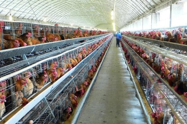养鸡场需要哪些设备？育雏设备、鸡笼设备、饮水设备等一文详解