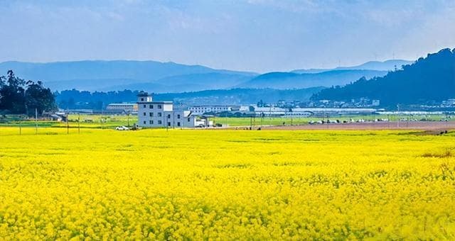 楚雄牟定油菜花海：金色浪漫，邂逅云南的春日梦境