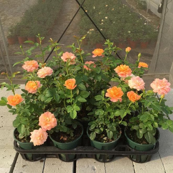 月季花怎么养才能更旺盛