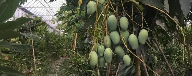 南方能种什么果树，芒果、枇杷、柚子等品种均可栽培