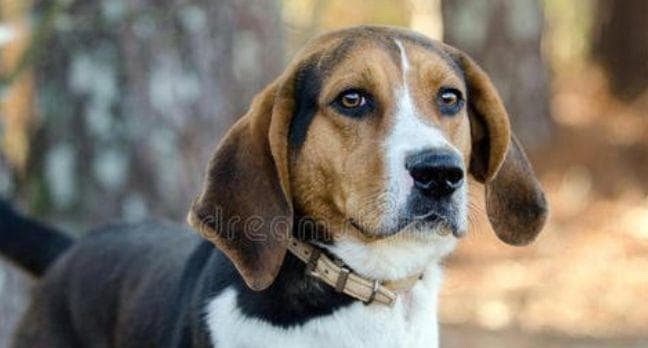 英国猎狐犬的15个饲养要点
