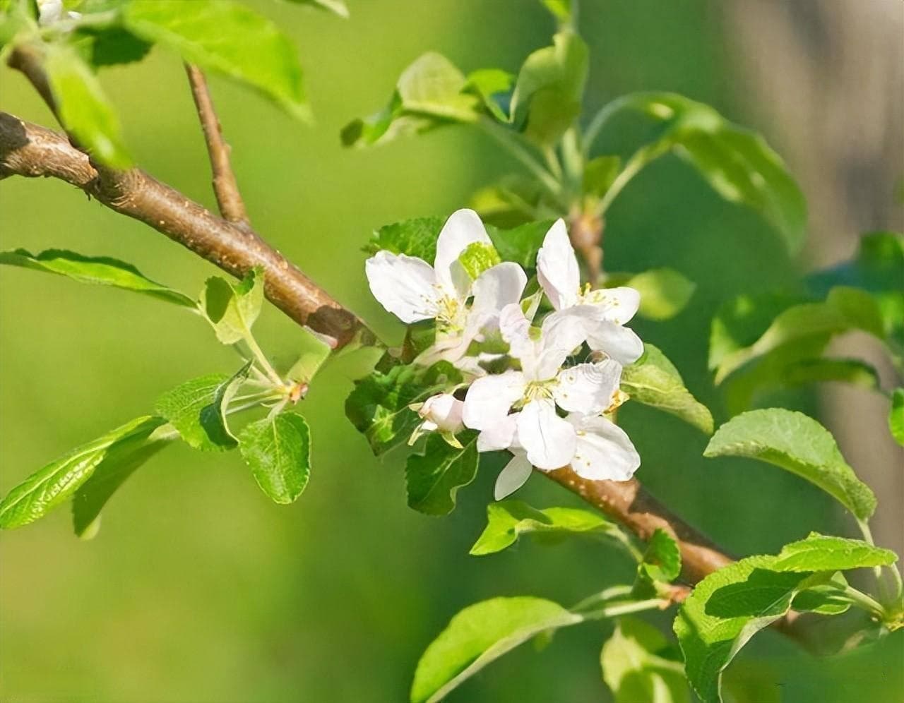 果树开花时用什么肥