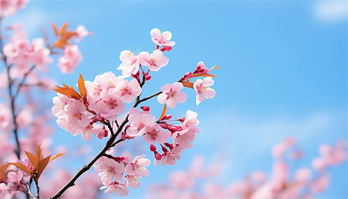 樱花的养护