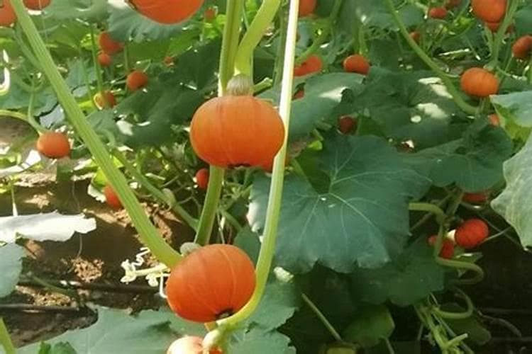 南瓜病虫害防治全攻略