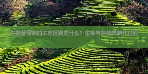 生熟普洱茶的工艺区别是什么？生茶与熟茶在制作过程中的不同