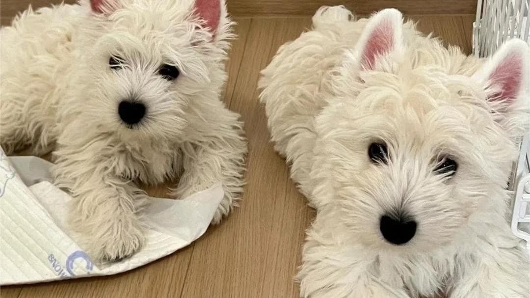 西高地白梗犬：可爱而坚韧的家庭伴侣