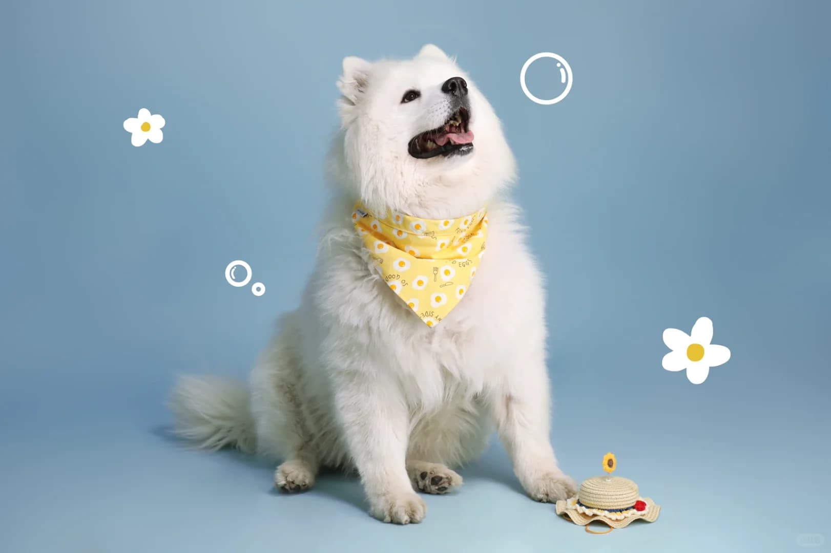 犬冠状病毒病：症状、诊断与防治指南