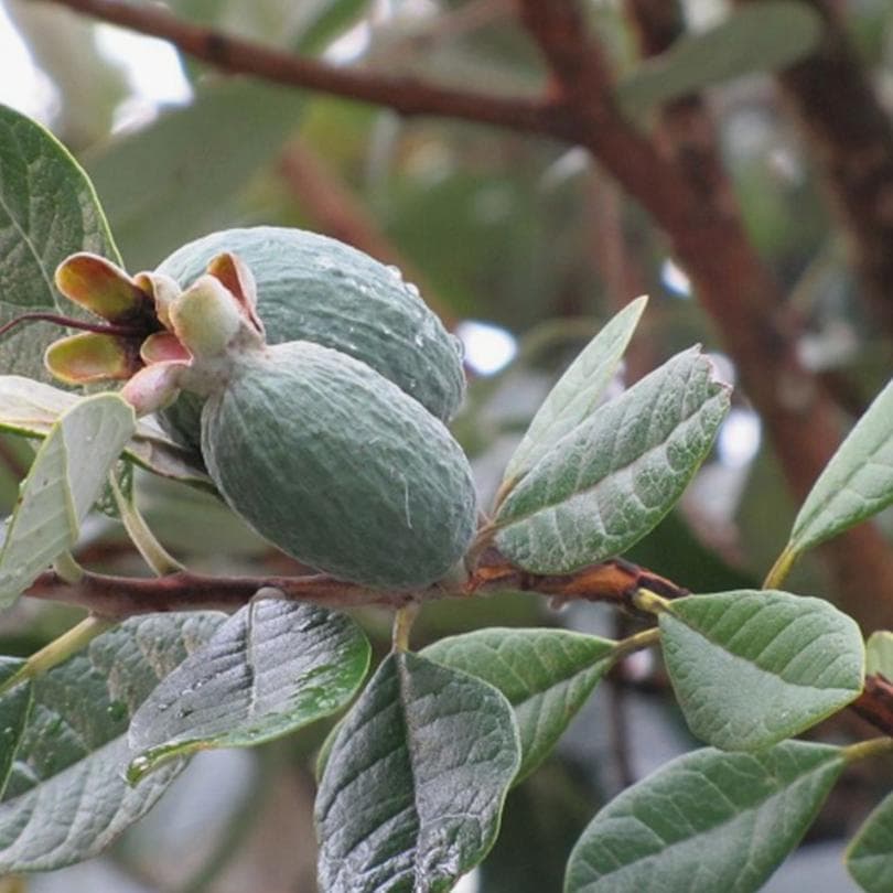 菲油果的种植方法