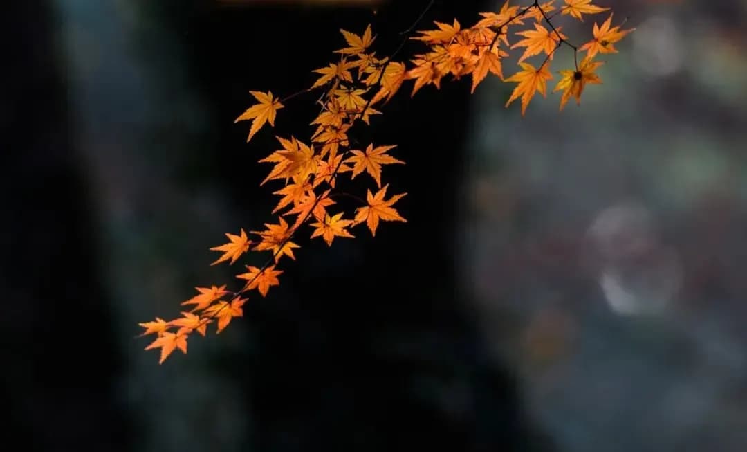 秋天照片要有高级感，用摄影口诀拍照，意境优美不一般