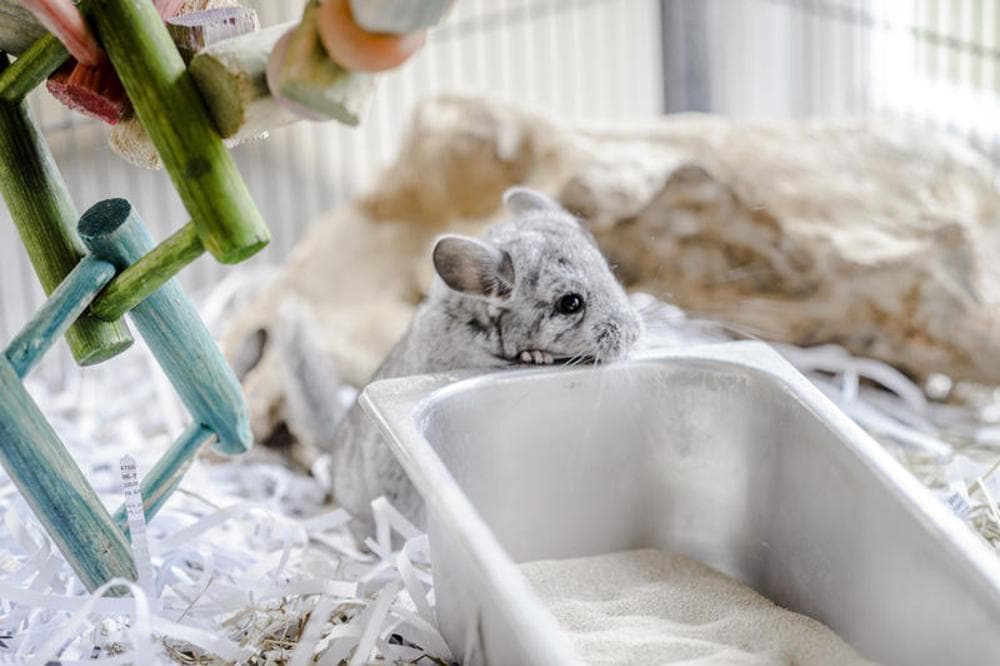 一文了解如何饲养龙猫