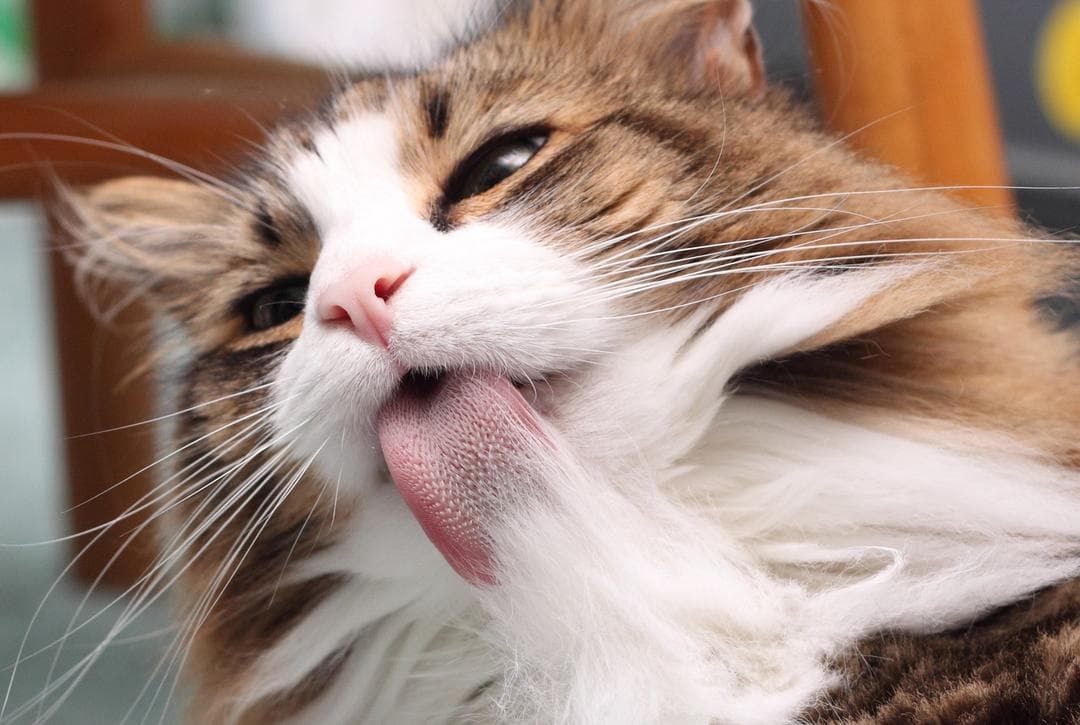 猫咪毛球症：症状、危害与预防全攻略