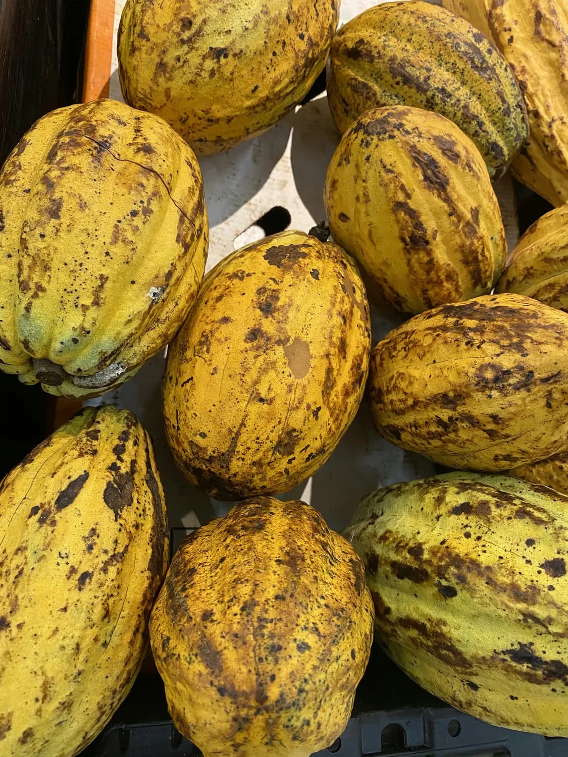 可可豆价格飙升至10000美元/吨，巧克力行业正谋求转型