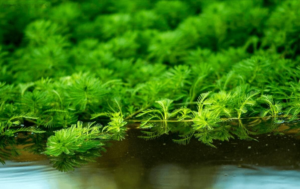 哪一种水草最增氧？从金鱼藻到水榕的全面解析