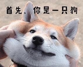 从狗狗的表情解读宠物的情感世界