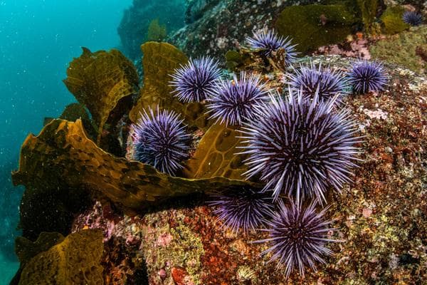 海胆：海洋中的“刺球”守护者