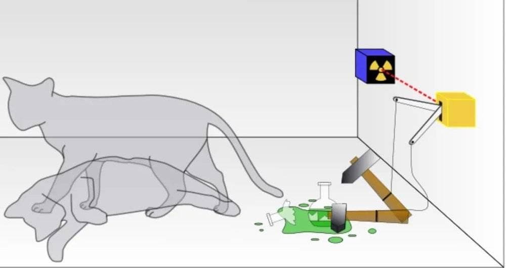 薛定谔的猫，竟然活了23.3333······分钟