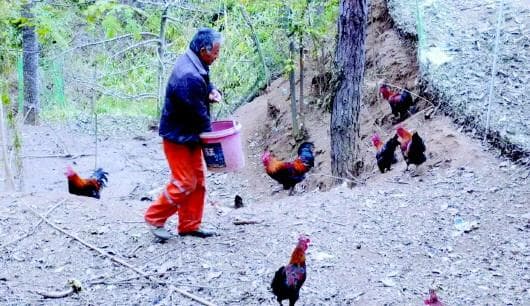 麦积区麦积镇永庆村：生态散养跑山鸡 “跑”出致富新出路