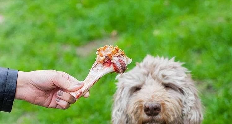 狗狗吃鸡肉的好处与注意事项（以宠物为主，让你的狗狗更健康）