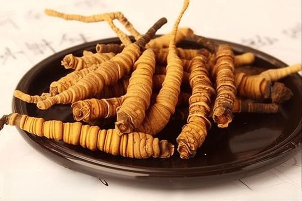 虫草的功效与作用及营养