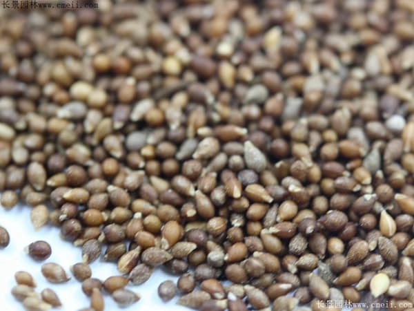 紫花地丁怎么种植 快速掌握科学种植方法