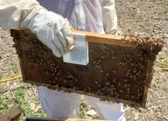 给蜂巢装AI空调！科学家用黑科技阻止蜜蜂大逃亡