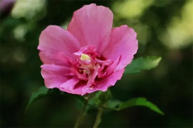 五首古诗赏析：生如夏花说木槿，生命之美由来