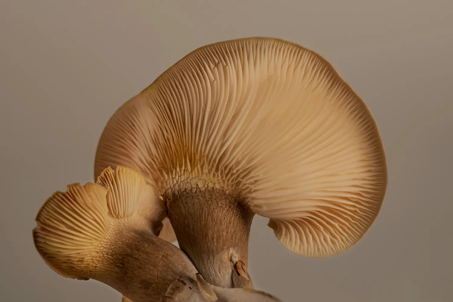 冬季虎奶菇种植秘籍大公开