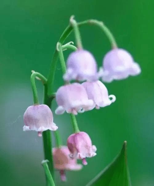 春末夏初庭园中常见的草本花卉——风铃草的养殖方法和注意事项
