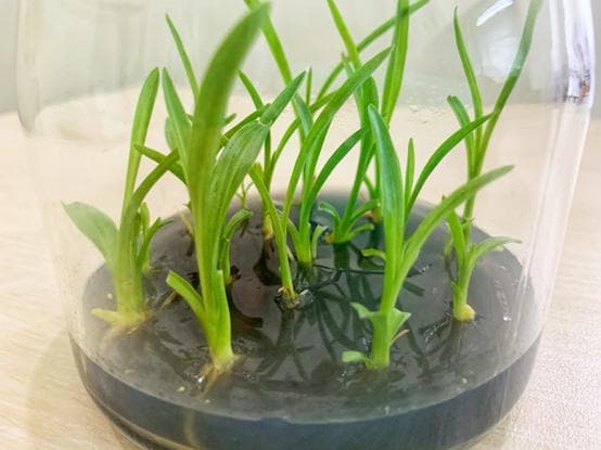 植物组织培养技术：从实验室到田间地头的生物育种革命