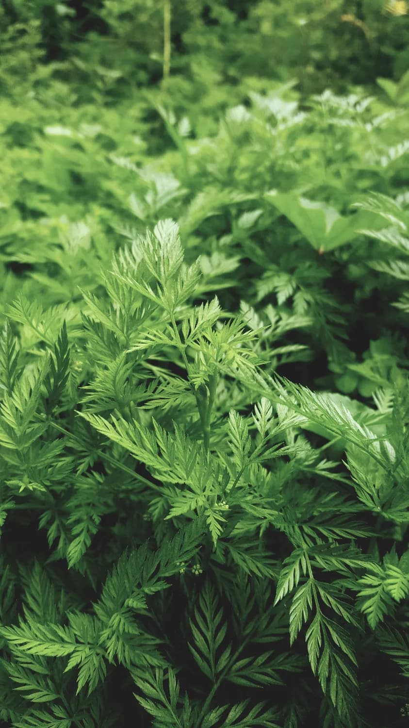 《本草纲目》推荐：艾叶水的神奇功效