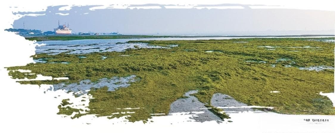 湛江城区首现濒危海草床
