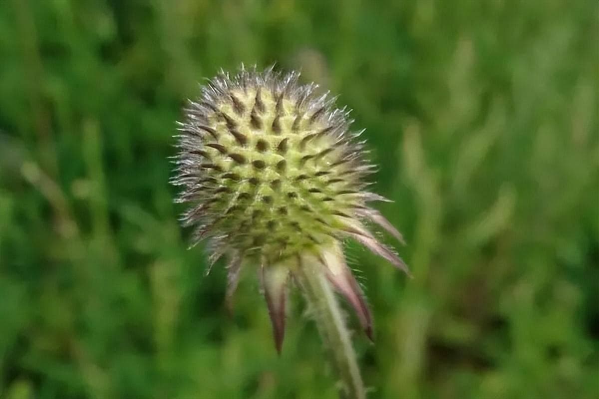 续断，续筋接骨的神奇药草