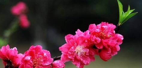 梅花象征什么意义？梅花的花语和文化内涵是什么？