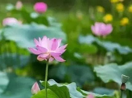 治水兴业，探索桤木河湿地公园千万生态价值
