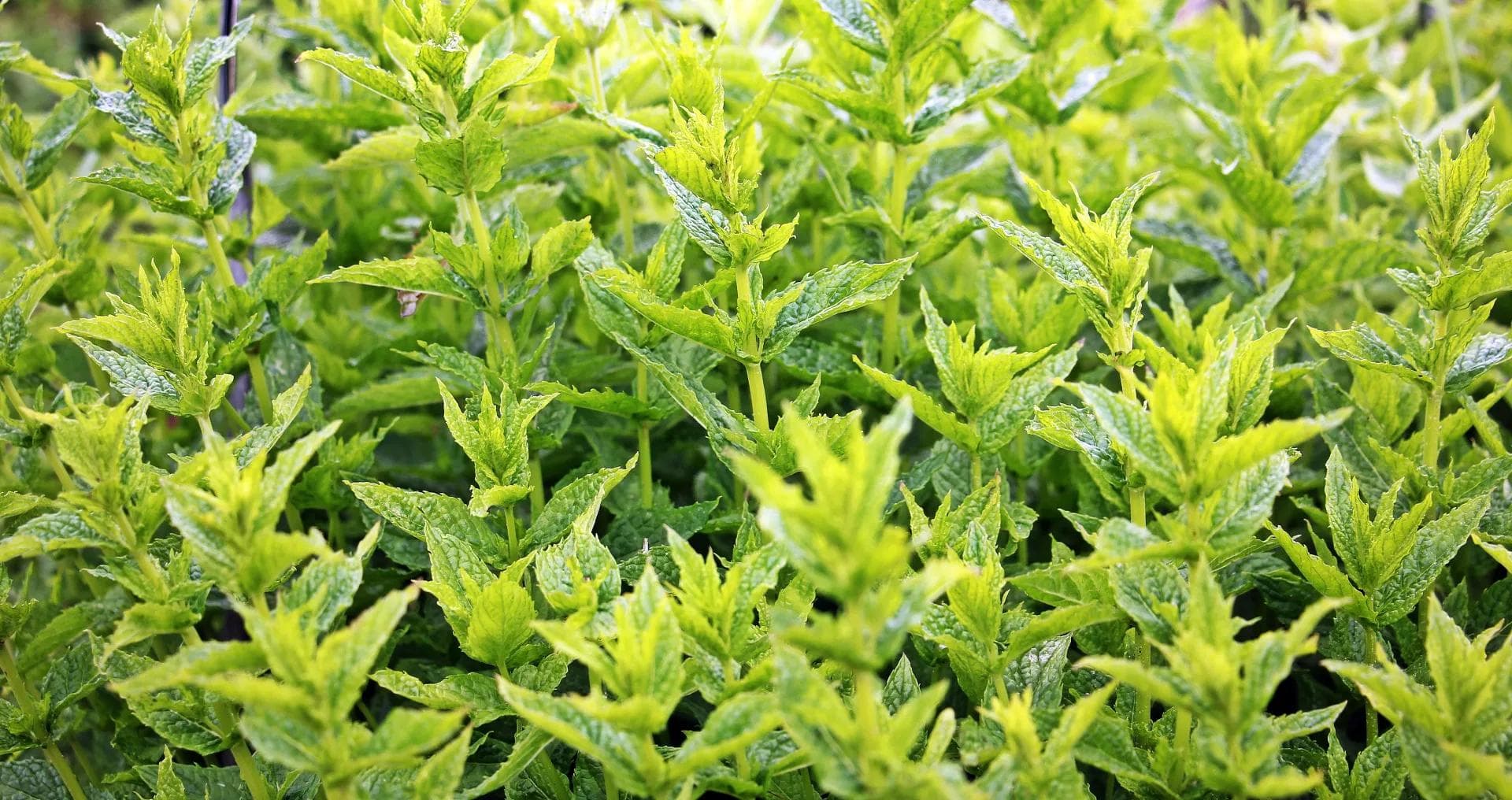 薄荷的种植方法和注意事项