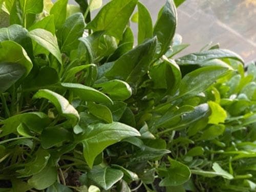 补铁的食物有哪些？十大补铁食物推荐