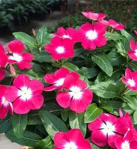 长春花种植全攻略（什么时候播种最好？时间、环境、方法一网打尽！）