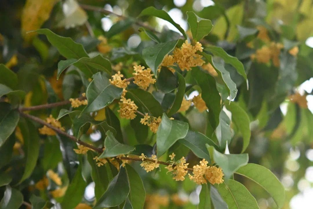 哪些茶区产的龙井才叫真正的西湖龙井？带您划分龙井各大茶区！