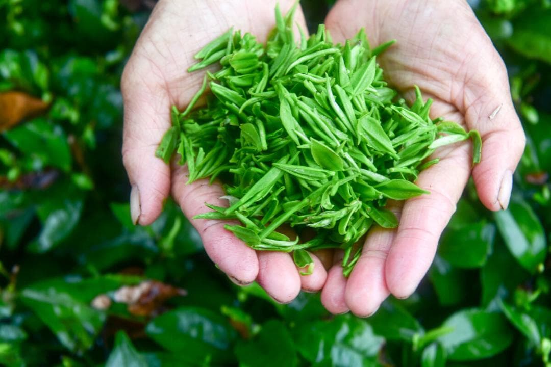 中国“最有名”的10种绿茶？你喝过几种？