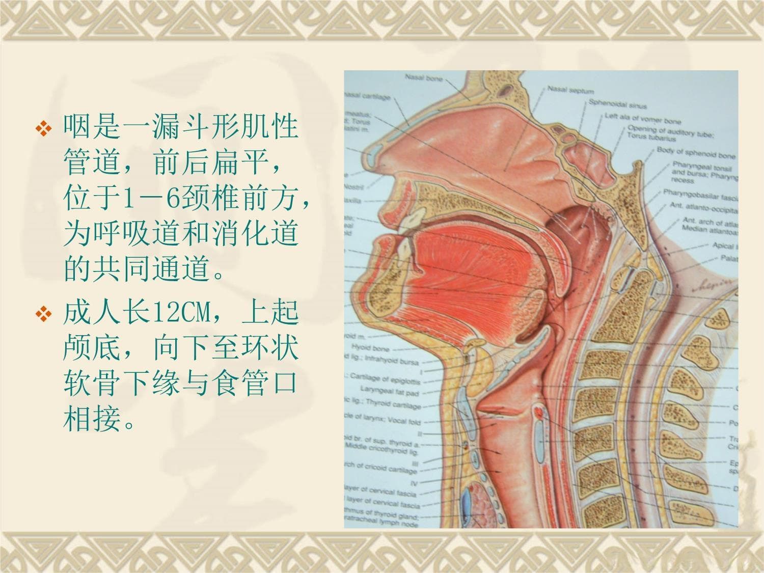咽喉部正常解剖结构详解