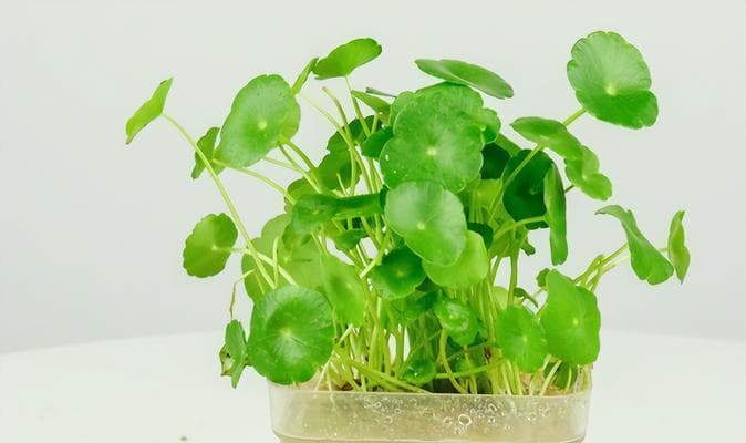 车前草：从生长环境到药用价值的全面解析
