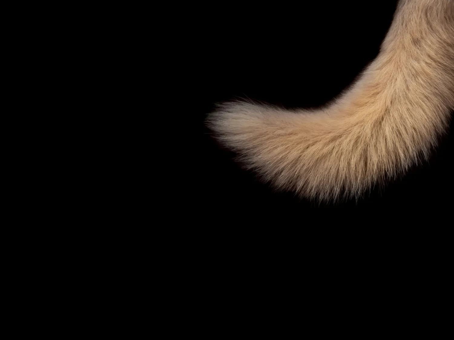 一文读懂猫咪行为：尾巴、耳朵动作背后的情绪密码