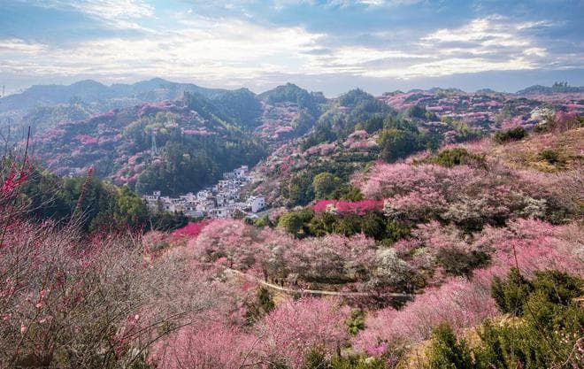 2-4月赏花去，8个绝美赏花地，即将迎来颜值巅峰
