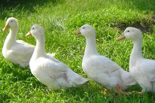 肉鸭养殖绿色革命：生态养殖的环保之道与技术革新