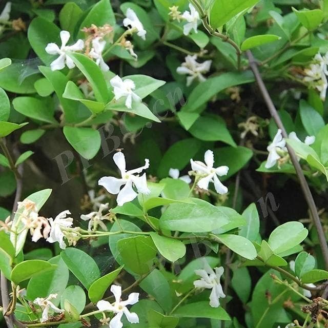 祛风通络，凉血消肿——络石藤